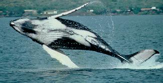 Also, humpbacks on feeding grounds may use sounds to assemble before sudden feeding raids on fish, including the impressive bubble net feeding groups of whales feeding on herring in the North Pacific