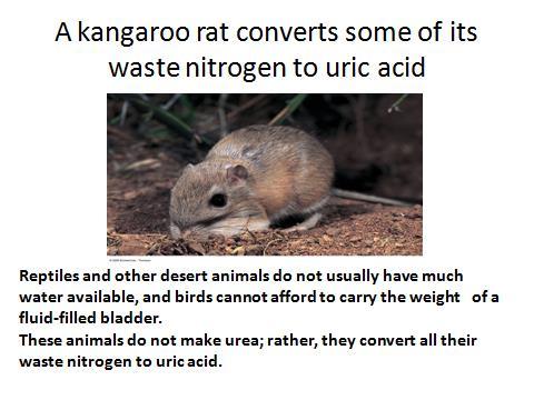 Birds and reptiles, form uric acid, which is mainly excreted as a solid