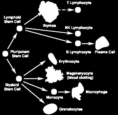T-lymphocyte B-lymphocyte Neutrophil Basophil Eosinophil Mast Cell Macrophage Weeks et al.