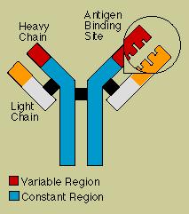 1992 B Primary Differentiation Antibody Distal Intestine Binding Site Basic