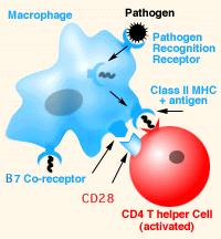 apoptosis Cytotoxic T Cells (called CD8
