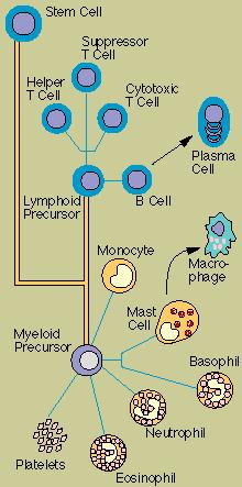 (Cell & Humoral-Mediated) Summary Diagram of