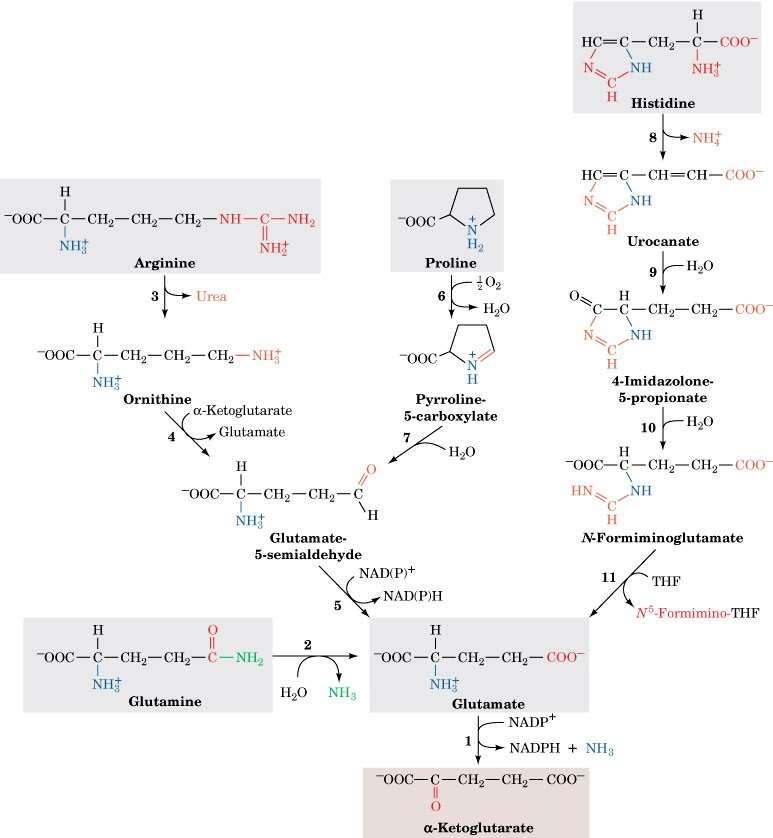Figure 26-17Degradatio n pathways of arginine, glutamate,