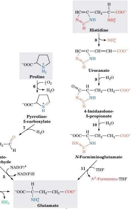 Page 1001 His to Glu His is nonoxidatively deaminated, hydrated, and the imidazole ring is cleaved to form