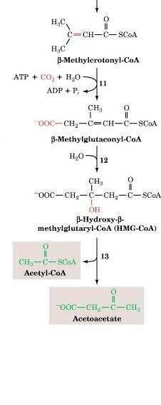 Page 1004 For Leucine: 11. -methylcronyl-coa carboxylase-carboxylation reaction (biotin) 12.