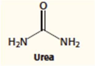Excess NH 4+ is converted into urea by the