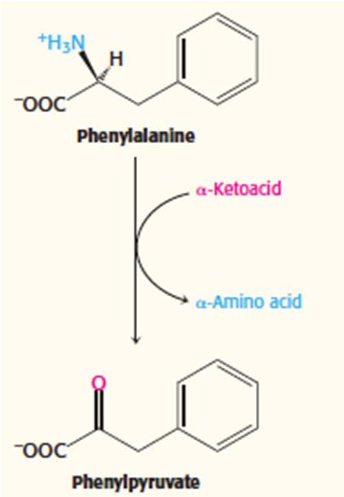 Excess phenylalanine is converted into