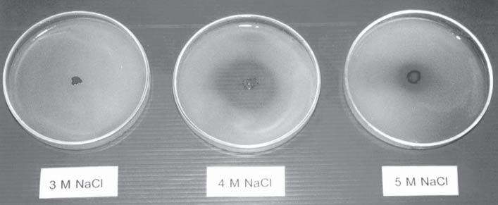 Kasetsart J. (Nat. Sci.) 39 (1) 93 Table 3 Effects of sodium chloride concentration on growth and protease production of selected strains cultured on mm73 at 37 c for 10 days. Isolate no.