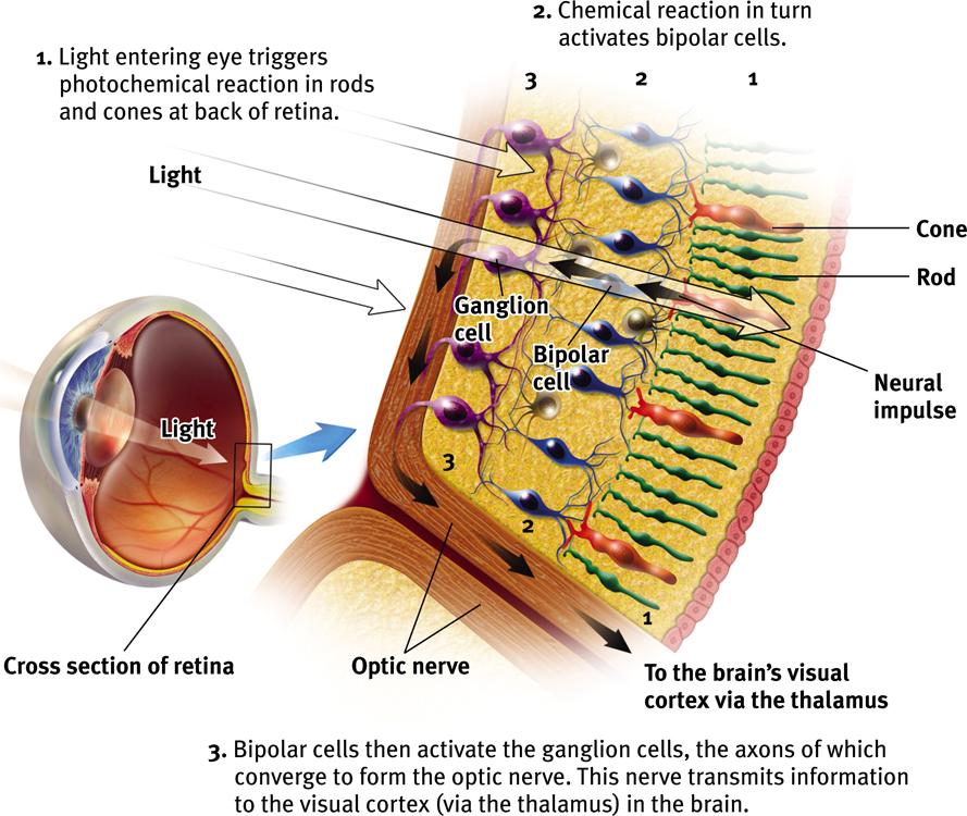 Retina Retina: The lightsensitive inner surface of the eye, containing receptor rods and cones in