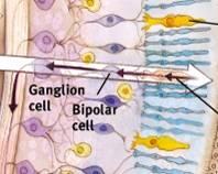 Bipolar & Ganglion Cells Bipolar cells receive messages from photoreceptors