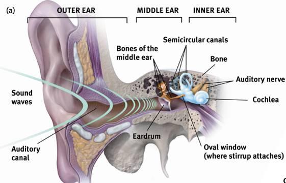 The Ear Dr.