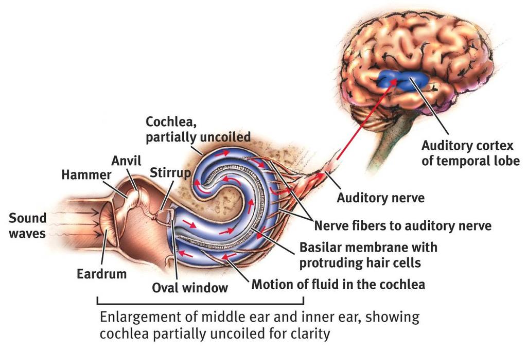 Cochlea Cochlea: Coiled, bony, fluid-filled tube in the