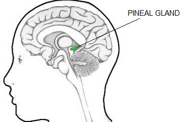 Hormons: internal clock s messengers In the evening, the pineal gland secretes melatonin, which makes us feel tired.