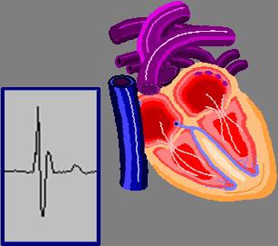 Utilizes the Ventricular complex s morphology including the number,