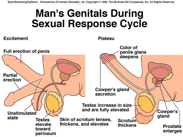 Plateau phase During this state of high sexual tension the penis underges further enlargement confined mostly to the coronal ridge and glans. The plateau stage is often very brief in men with P.E.