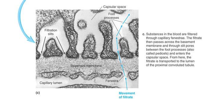 Glomerular capillary wall (filtration barrier) Visceral