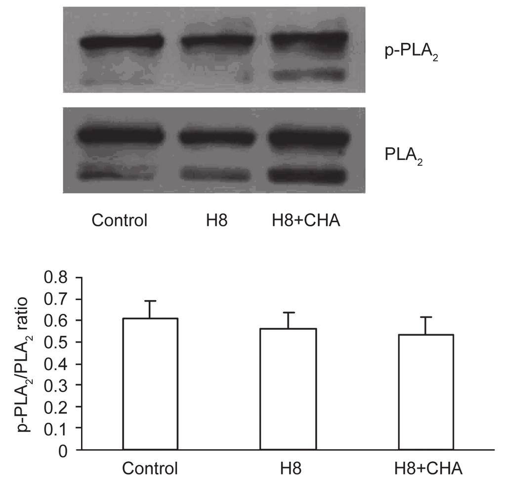 treated with CHA for 15 min. As shown in Fig. 6, CHA still increased the expression level of p-pka with AA- COCF 3 pretreatment (P < 0.01). 2.