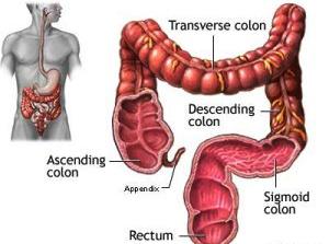 I. Introduction A colonoscopy is a test that allows your doctor to look at the inner lining of your large intestine (rectum and colon).