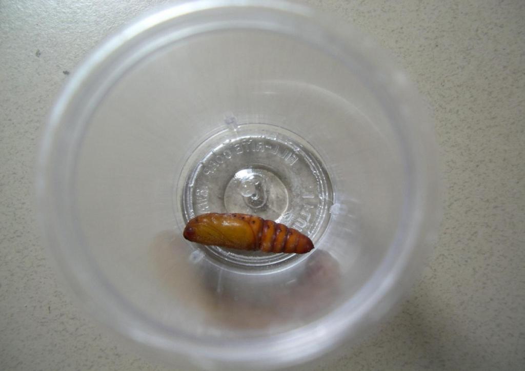 Place pupa in clean cup