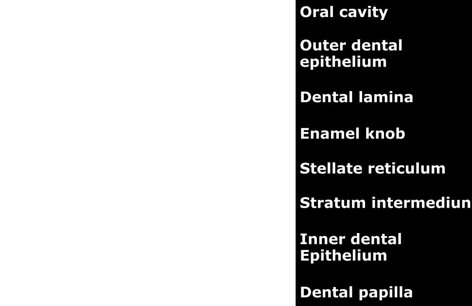 The cells of the enamel organ have differentiated into the outer enamel epithelial cells which cover the enamel organ, and inner enamel epithelial cells which become the ameloblast that form the
