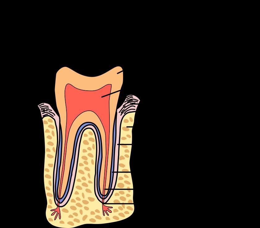 The crown- The crown of the tooth is actually the invisible part, the crown is fully covered by enamel.