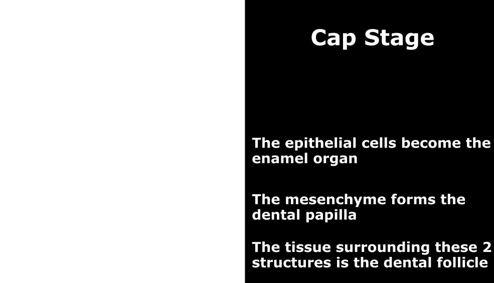 papilla whereas the tissues which
