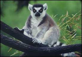Lemur and