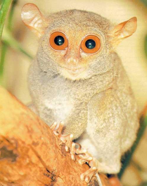 Tarsiers Nocturnal SE Asia Mated pair & offspring Diet: insects &