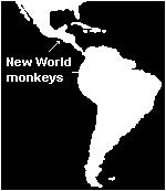 New World Monkeys Wide flaring noses with nostrils that face outward Almost exclusively