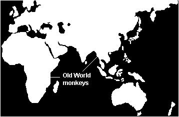Old World Monkeys Found in South and East Asia, the Middle East, Africa, and even Gibraltar at the southern tip of Spain.