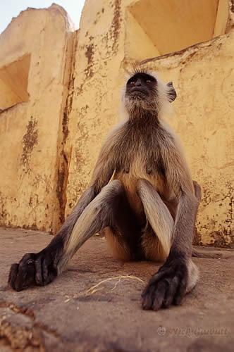 Trunk Verticality Tendency toward erect posture shown in all primates.