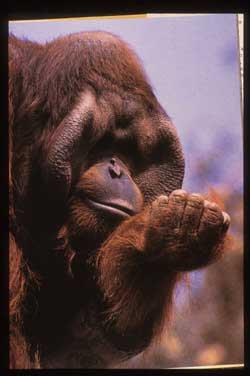 Orangutans Borneo & Sumatra Almost completely arboreal Solitary
