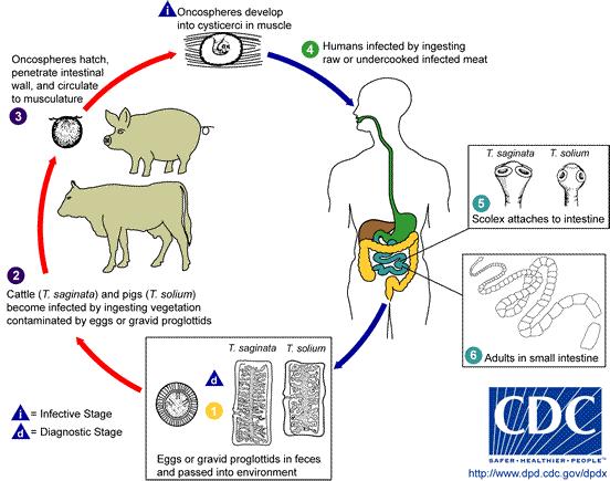 Humans act as the host only to the adult tapeworms in the lumen of the intestine.