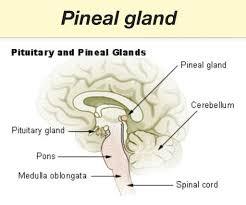 The Pineal Gland The pineal converts environmental light, temperature and magnetic fieldsto chemical and electrical signaling in our bodies Regulates sleep