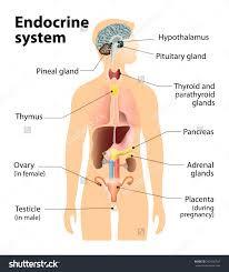 The Endocrine System The endocrine system is the collection of glands that produce hormones that regulate: