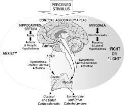 Stress and Hormones Stress triggers the release of hormones that generate arousal and anxiety elevation of the chemical stress pathway (glucocorticoids) tends to be