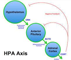 HPA Axis There is feedback system between hypothalamus, pituitary & adrenal glands High, prolonged stress stimulates corticosteroid releasing hormone (CRH), increases cortisol