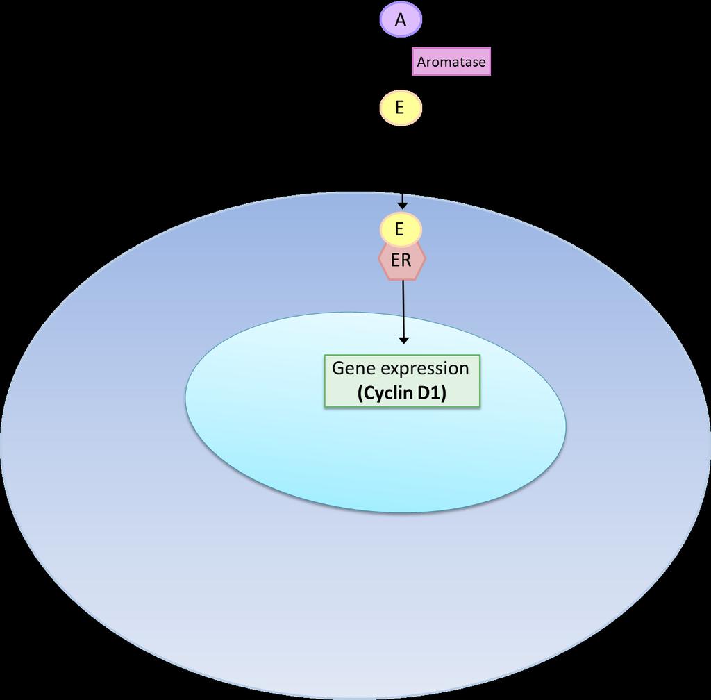 Alterations that cause the secondary signals in the estrogen signaling