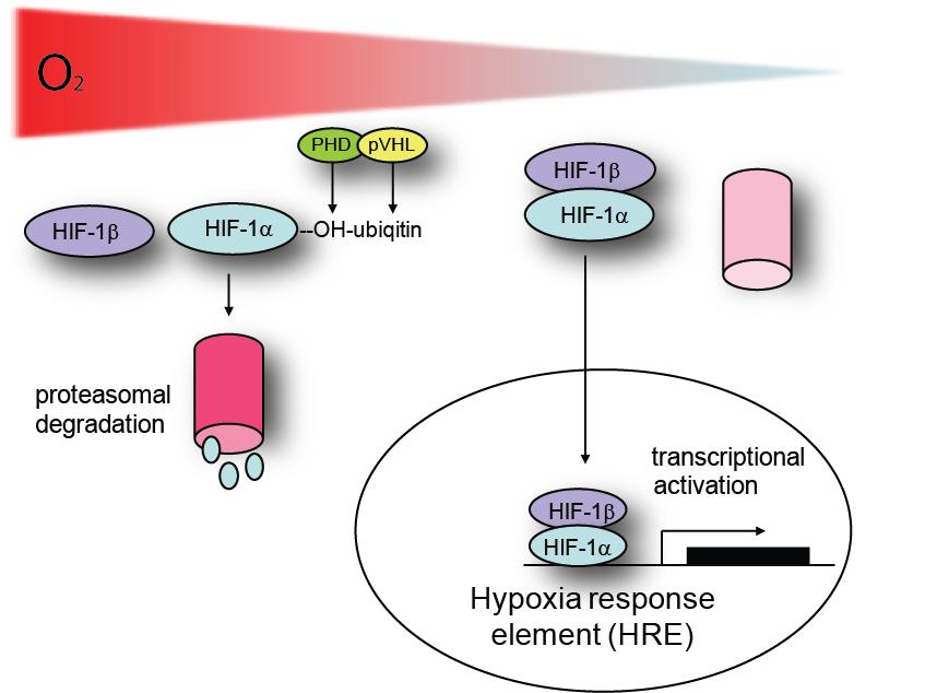 Figure 4. Oxygen-dependent, post-transcriptional regulation of HIF activity.