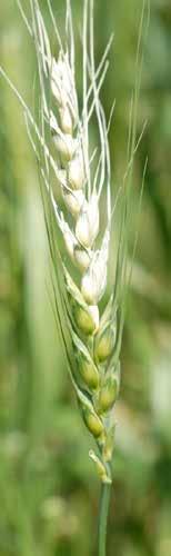 Using Near-Infrared Spectroscopy to Select for Resistance to FHB Various Applications Floyd Do