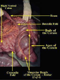 Haustra http://cal.vet.upenn.edu/p rojects/grossanat/largeme nu/habdcecum.htm Colon. Animal Science 126 Equine Nutrition Colon Digesta leave cecum and enter the right ventral colon.