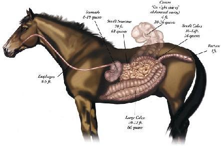 Sternal flexure Diaphragmatic flexure Pelvic flexure "The Horse - Its Treatment In Health And Disease", by J. Wortley Axe. 1905 http://www.admani.com/allianceequine/equinedigestion.