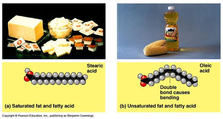 Example: Saturated and Unsaturated Fats Saturated fats are called saturated because all of the bonds between the carbon atoms in a fat are single bonds.