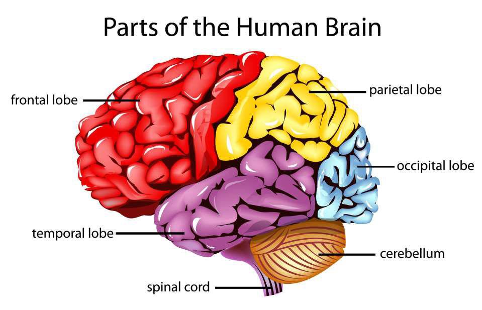 Cerebral cortex Personality Judgment Reasoning Organization Language production Spatial skills Sensation left/right awareness Visual processing Memory for language