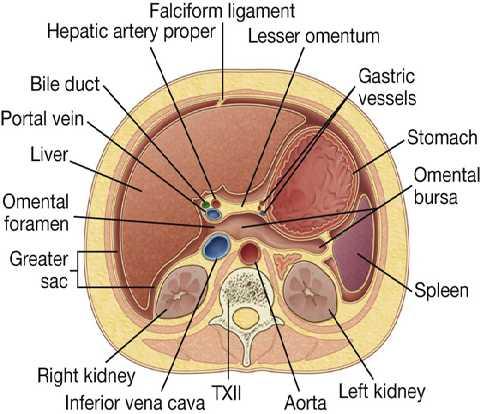 Left: spleen and its ligament (gastrosplenic omentum & splenicorenal ligament)