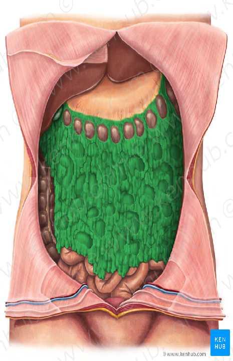 Omenta: They are two-layered folds of peritoneum that connect the stomach to another viscus.