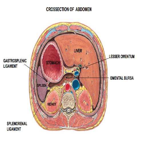 2. Lieno renal ligament (splenorenal): It fold of peritoneum from kidney to spleen.