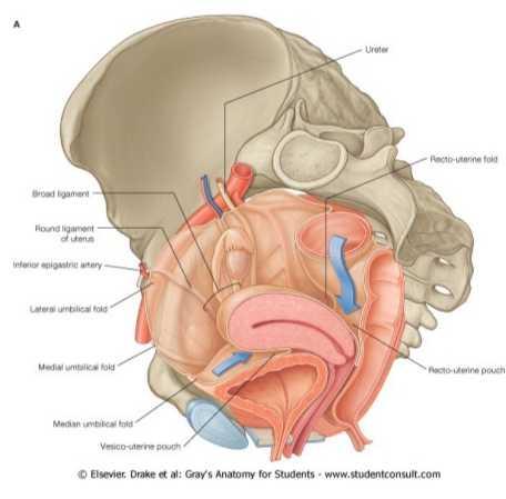 2) Recto uterine pouch: Between rectum and uterus in female.