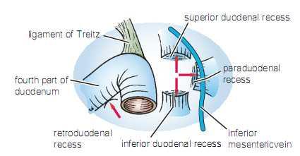Peritoneal Recesses: 1) Duodenal Recesses: 4 small pockets like pouches of peritoneum : Superior duodenal