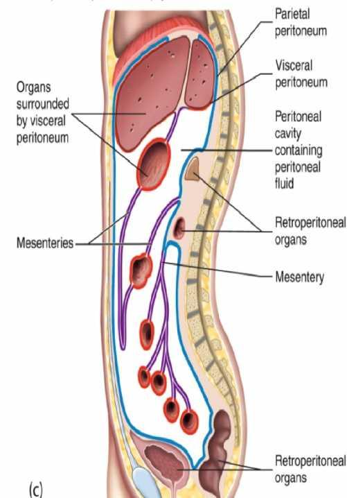 Peritoneum: Def.